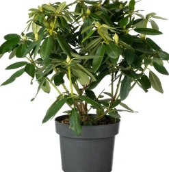 Hot Rhododendron (Rhododendron 'Eucharitis') D 23 H 40 cm Blühende Pflanzen|Immergrüne Pflanzen