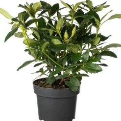 Clearance Rhododendron (Rhododendron 'Cunningham's White') D 23 H 40 cm Immergrüne Pflanzen|Winterharte Pflanzen