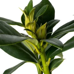 Clearance Rhododendron (Rhododendron 'Cunningham's White') D 23 H 40 cm Immergrüne Pflanzen|Winterharte Pflanzen