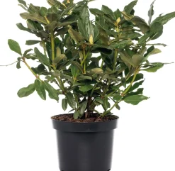 Hot Rhododendron (Rhododendron 'Madame Masson') D 15 H 35 cm Immergrüne Pflanzen|Winterharte Pflanzen