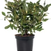 Best Rhododendron (Rhododendron 'Nova Zembla') D 15 H 35 cm Blühende Pflanzen|Immergrüne Pflanzen