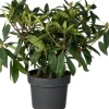 Sale Rhododendron (Rhododendron 'Madame Fortier') D 23 H 40 cm Immergrüne Pflanzen|Winterharte Pflanzen