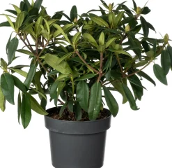 Sale Rhododendron (Rhododendron 'Madame Fortier') D 23 H 40 cm Immergrüne Pflanzen|Winterharte Pflanzen