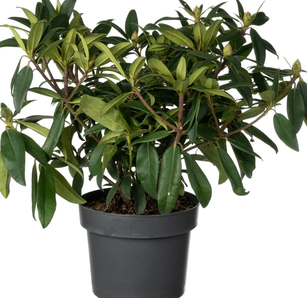 Sale Rhododendron (Rhododendron 'Madame Fortier') D 23 H 40 cm Immergrüne Pflanzen|Winterharte Pflanzen