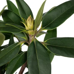 Sale Rhododendron (Rhododendron 'Madame Fortier') D 23 H 40 cm Immergrüne Pflanzen|Winterharte Pflanzen