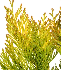New Riesen-Lebensbaum (Thuja Plicata Forever Goldy) Heckenpflanzen|Lebensbaum
