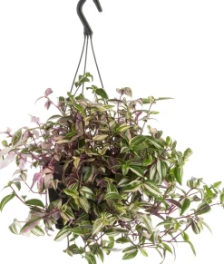 Discount Rio-Dreimasterblume (Tradescantia fluminensis 'Quadricolor') D 17 H 35 cm Grünpflanzen|Tradescantia