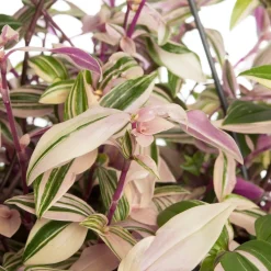 Discount Rio-Dreimasterblume (Tradescantia fluminensis 'Quadricolor') D 17 H 35 cm Grünpflanzen|Tradescantia