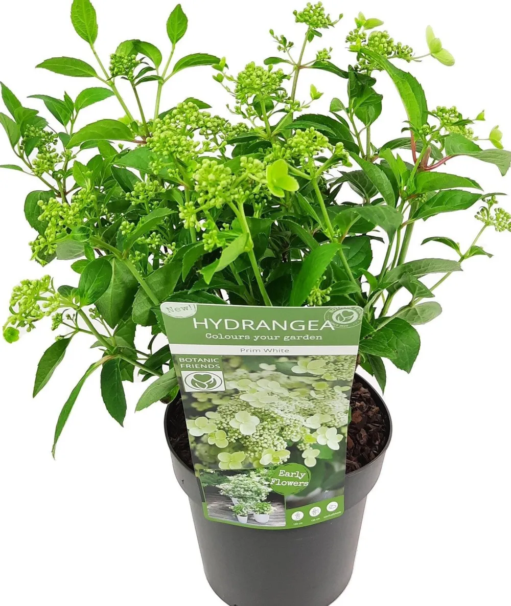 Discount Rispenhortensie (Hydrangea paniculata 'Prim White') D 19 H 40 cm Hortensien|Blühende Pflanzen