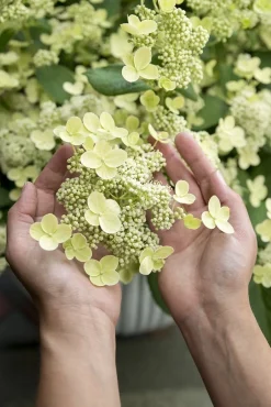 Discount Rispenhortensie (Hydrangea paniculata 'Prim White') D 19 H 40 cm Hortensien|Blühende Pflanzen