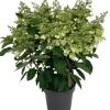 Clearance Rispenhortensie (Hydrangea paniculata 'Pinky Winky') D 31 H 80 cm Hortensien|Blühende Pflanzen