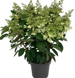 Clearance Rispenhortensie (Hydrangea paniculata 'Pinky Winky') D 31 H 80 cm Hortensien|Blühende Pflanzen