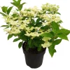 Sale Rispenhortensie (Hydrangea paniculata 'Switch Ophelia') D 19 H 40 cm Hortensien|Blühende Pflanzen