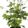 Rittersporn (Delphinium) blau D 19 H 30 cm Winterharte Pflanzen|Mehrjährige Pflanzen