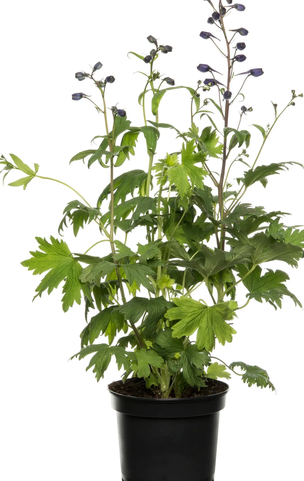 Rittersporn (Delphinium) blau D 19 H 30 cm Winterharte Pflanzen|Mehrjährige Pflanzen