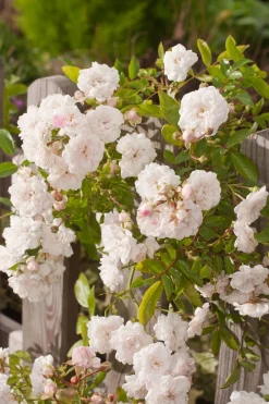 Outlet Rose (Rosa 'Crystal Fairy') Immergrüne Pflanzen|Rosen