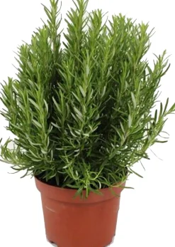 Hot Rosmarin (Rosmarinus officinalis) D 25 H 30 cm Obst, Gemüse & Kräuter|Kräuterpflanzen