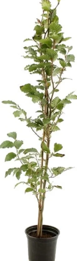 Clearance Rotbuche (Fagus Sylvatica) D 23 H 150 cm Heckenpflanzen|Winterharte Pflanzen