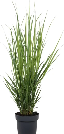 Best Rutenhirse (Panicum virgatum 'Northwind') D 23 H 75 cm Winterharte Pflanzen|Mehrjährige Pflanzen