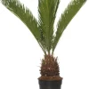 Discount Sagopalmfarn (Cycas revoluta) D 14 H 50 cm Grünpflanzen|Zimmerpalmen