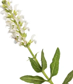 New Salbei (Salvia nemorosa 'Schneehügel') D 11 H 10 cm Blühende Pflanzen|Winterharte Pflanzen