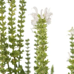 New Salbei (Salvia nemorosa 'Schneehügel') D 11 H 10 cm Blühende Pflanzen|Winterharte Pflanzen