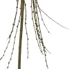 Clearance Salweide (Salix caprea 'Kilmarnock') D 22 H 140 cm Winterharte Pflanzen|Weide