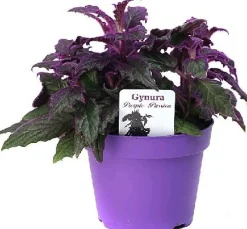 Samtpflanze (Gynura aurantiaca) D 12 H 20 cm Kleine Zimmerpflanzen|Grünpflanzen