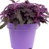 New Samtpflanze (Gynura 'Purple Passion') D 15 H 25 cm Kleine Zimmerpflanzen|Grünpflanzen