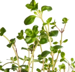 New Sand-Thymian (Thymus serpyllum) D 9 H 10 cm Blühende Pflanzen|Immergrüne Pflanzen