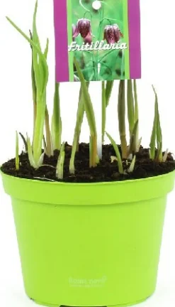 Online Schachbrettblume (Fritillaria meleagris) D 12 H 15 cm Kleine Zimmerpflanzen|Blühende Zimmerpflanzen