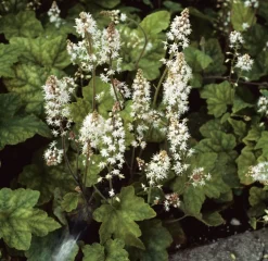 Online Schaumblüte (Tiarella wherryi) Immergrüne Pflanzen|Mehrjährige Pflanzen