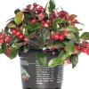 Sale Scheinbeere (Gaultheria procumbens) D 13 H 20 cm Blühende Pflanzen|Winterharte Pflanzen