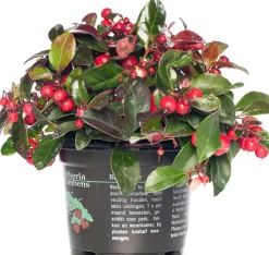 Sale Scheinbeere (Gaultheria procumbens) D 13 H 20 cm Blühende Pflanzen|Winterharte Pflanzen