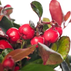 Sale Scheinbeere (Gaultheria procumbens) D 13 H 20 cm Blühende Pflanzen|Winterharte Pflanzen