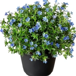 New Schein-Steinsame (Lithodora diffusa 'Heavenly Blue') D 13 H 10 cm Blühende Pflanzen|Immergrüne Pflanzen