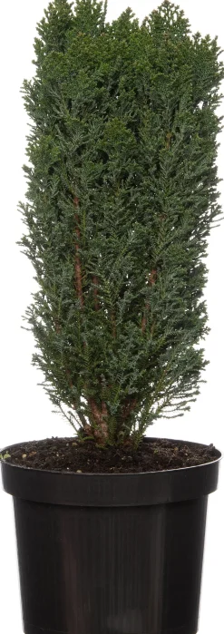 Discount Scheinzypresse (Chamaecyparis lawsoniana) Immergrüne Pflanzen|Winterharte Pflanzen
