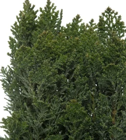 Discount Scheinzypresse (Chamaecyparis lawsoniana) Immergrüne Pflanzen|Winterharte Pflanzen