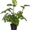 Hot Schiefes Fensterblatt  (Monstera 'Monkey Mask') D 12 cm H 30 cm Grünpflanzen|Monstera