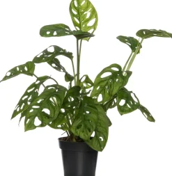 Hot Schiefes Fensterblatt  (Monstera 'Monkey Mask') D 12 cm H 30 cm Grünpflanzen|Monstera