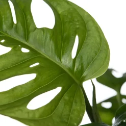 Hot Schiefes Fensterblatt  (Monstera 'Monkey Mask') D 12 cm H 30 cm Grünpflanzen|Monstera