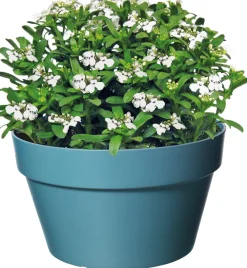 Online Schleifenblume (Iberis 'Masterpiece') Immergrüne Pflanzen|Winterharte Pflanzen