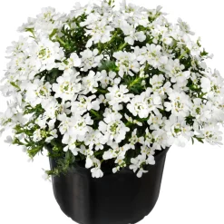 Schleifenblume (Iberis sempervirens) D 13 H 10 cm Blühende Pflanzen|Einjährige Pflanzen