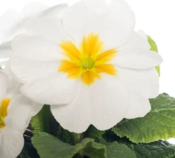 New Schlüsselblume (Primula acaulis) weiß D 10,5 H 10 cm Blühende Pflanzen|Winterharte Pflanzen