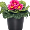 Discount Schlüsselblume (Primula acaulis) rosa D 10,5 H 10 cm Einjährige Pflanzen|Winterharte Pflanzen