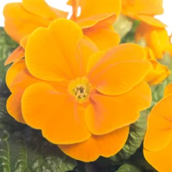 Best Schlüsselblume (Primula acaulis) orange D 10,5 H 10 cm Winterharte Pflanzen|Einjährige Pflanzen