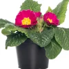 Sale Schlüsselblume (Primula acaulis) rosa geflammt D 10,5 H 10 cm Blühende Pflanzen|Winterharte Pflanzen