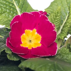 Sale Schlüsselblume (Primula acaulis) rosa geflammt D 10,5 H 10 cm Blühende Pflanzen|Winterharte Pflanzen