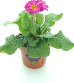 Online Schlüsselblume (Primula elatior 'Sibel Rose') D 12 H 20 cm Winterharte Pflanzen|Einjährige Pflanzen