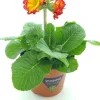 Clearance Schlüsselblume (Primula elatior 'Sibel Scarlet Yellow') D 12 H 20 cm Winterharte Pflanzen|Einjährige Pflanzen